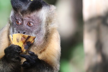Monkey eating banana