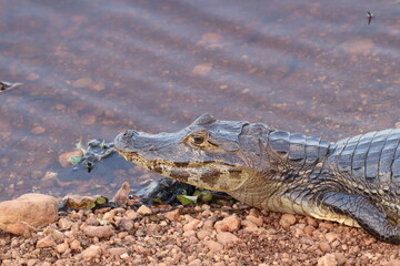 Jacaré do Pantanal
