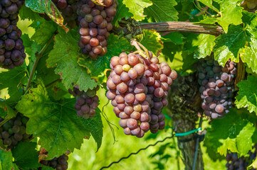 bunch of grapes on vine
