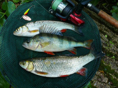 Two chub and a perch caught on a spinning rod next to a spinning rod.