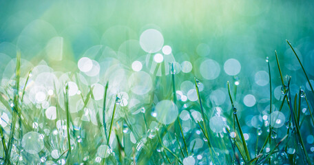 Abstract lush green grass on meadow with drops of water dew in morning light in spring summer outdoors closeup panoramic macro. Beautiful artistic photo purity freshness of majestic nature, copy space - 646388728