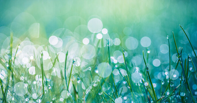 Abstract lush green grass on meadow with drops of water dew in morning light in spring summer outdoors closeup panoramic macro. Beautiful artistic photo purity freshness of majestic nature, copy space