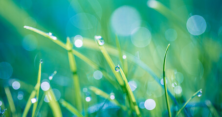 Obraz premium Abstract lush green grass on meadow with drops of water dew in morning light in spring summer outdoors closeup panoramic macro. Beautiful artistic photo purity freshness of majestic nature, copy space