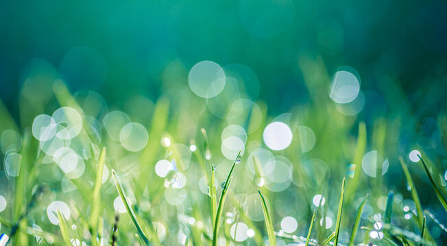 Abstract lush green grass on meadow with drops of water dew in morning light in spring summer outdoors closeup panoramic macro. Beautiful artistic photo purity freshness of majestic nature, copy space