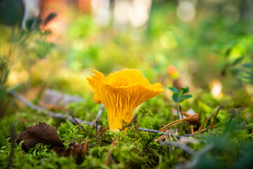 a close up of chantarelle mushrooms in a forest