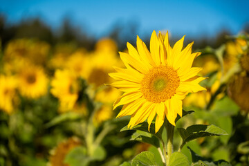a sunflower field. focus on one flower.