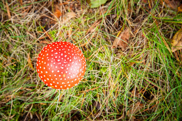 a close up of a red toadstool in forest