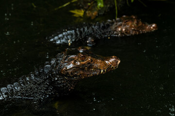 Portrait of the two Caimans over dark background on a rainy day
