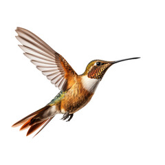 Fototapeta premium hummingbird looking isolated on white