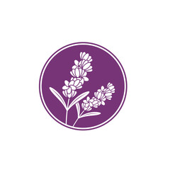 illustration of lavender, a type of fragrant flower. 