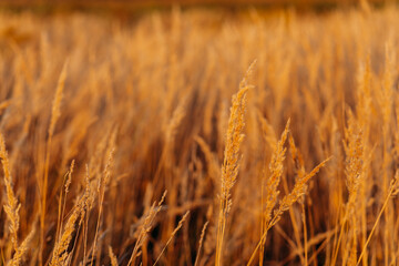 Beautiful dry grass in the field at golden time of sunset