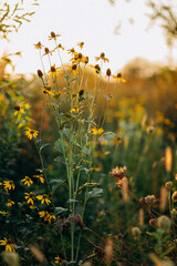 Beautiful yellow daisies in a field on a beautiful sunset