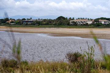 Reed with saline and sandy beach in the background at Giens Peninsula on a gray late spring day. Photo taken June 9th, 2023, Giens, Hyères, France.