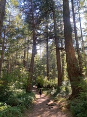 A young woman hiking athrough a beautiful forest on Hornby Island.  Views are from a trail in Helliwell Provincial Park, on a scenic sunny summer day in the Gulf Islands, British Columbia.