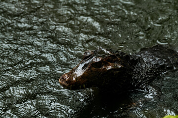 Caiman in the water. The yacare caiman