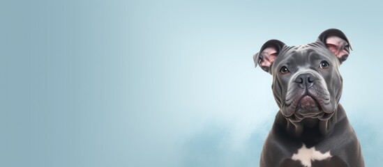 American bully against isolated pastel background Copy space - obrazy, fototapety, plakaty
