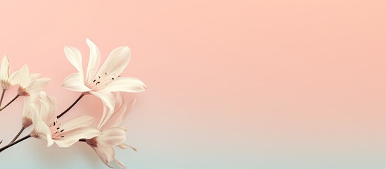 Beautiful flower illustrated on a isolated pastel background Copy space
