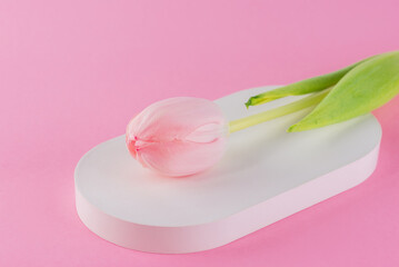 Fresh tulip flower on a pink background, barbie pink, barbie core.