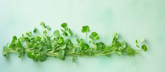Arugula isolated on a isolated pastel background Copy space