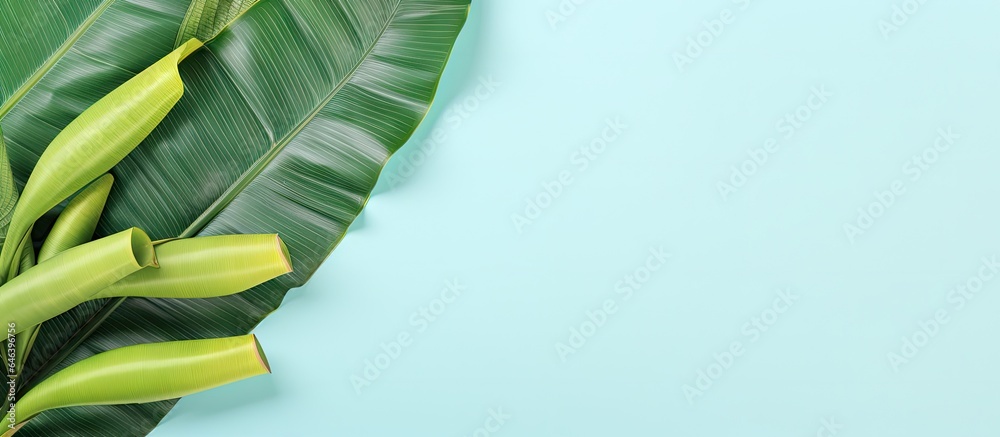 Poster banana leaf isolated on a isolated pastel background copy space
