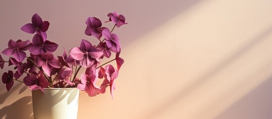 Beautiful South American Oxalis plant with deep maroon leaves and purple flowers on a isolated pastel background Copy space