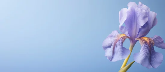 Foto op Plexiglas Blue Iris Flower isolated on a isolated pastel background Copy space Large DOF Macro shot © HN Works