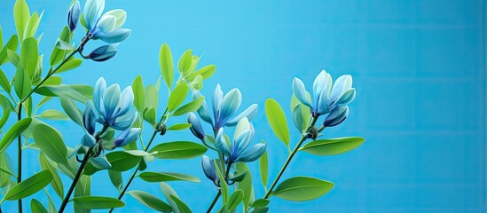 Closeup photo of perennial spring plant with bright blue petals on a green stem suitable for a garden center or nursery catalogue Sale of green spaces isolated pastel background Copy space