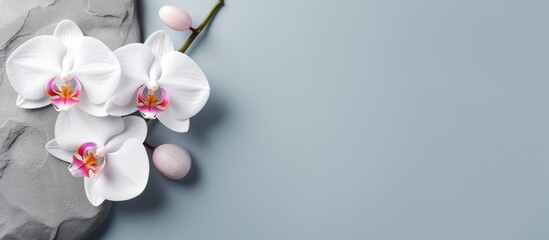 Beautiful white orchid flower isolated on a isolated pastel background Copy space