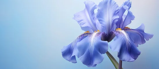 Fotobehang Blue Iris Flower isolated on a isolated pastel background Copy space Large DOF Macro shot © HN Works