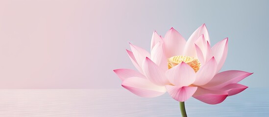 A pink lotus flower blooming in the dark isolated pastel background Copy space