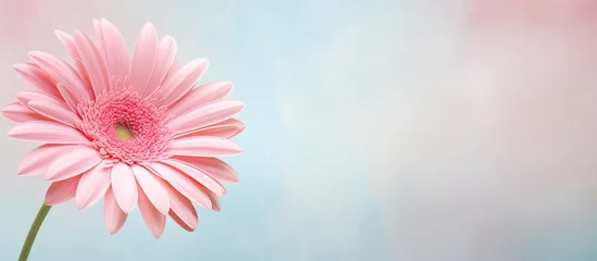 Foto op Canvas A type of flower isolated pastel background Copy space © HN Works