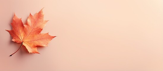 Fototapeta premium Autumn leaf alone on a isolated pastel background Copy space