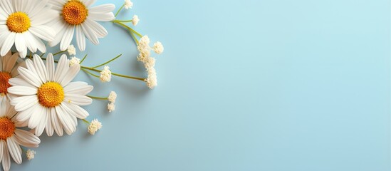 Chamomile on isolated pastel background Copy space