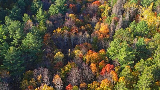 Autumn in Canada. Aerial view of colorful forest at epic sunny fall morning. Slow movement over maple leafs and firs. The autumn season colors.