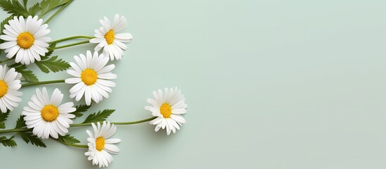 Chamomile without shadow on a isolated pastel background Copy space