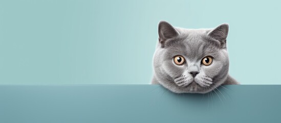 Obraz premium Black isolated British shorthair cat isolated pastel background Copy space