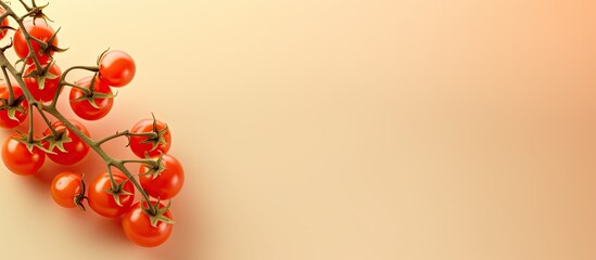 Cherry tomato branch on a isolated pastel background Copy space