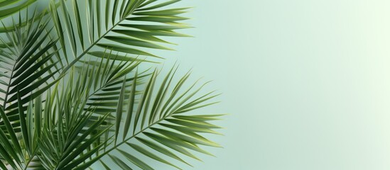 Fototapeta na wymiar Capture the image of the palm leaf Sumawong fan palm isolated pastel background Copy space