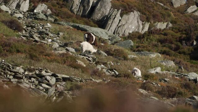 Wild Mountain Goats In Snowdonia Wales