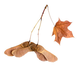 Dry maple seeds helicopters leaf isolated on white autumn composition design element for scrapbook © SolaruS
