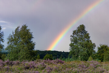 Wunderschöner Regenbogen am Wilseder Berg in der blühenden Heidelandschaft