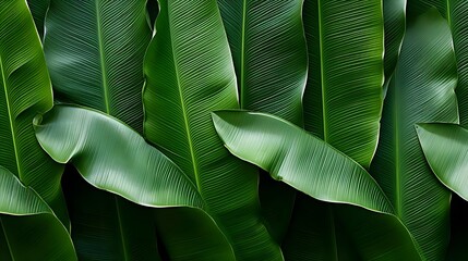 Green banana leaf pattern abstract background. 8k background