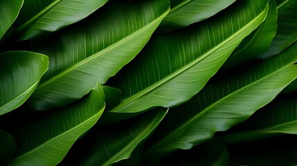 Green banana leaf pattern abstract background. 8k background
