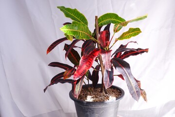 Codiaeum variegatum, garden croton or variegated croton in potn black  on white background © FON's Fasai