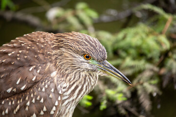 Black-Crowned Night Heron (Nycticorax nycticorax) Juvenile in California