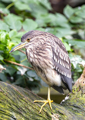 Black-Crowned Night Heron (Nycticorax nycticorax) Juvenile in California