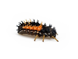 side view of adult larva of Harmonia axyridis, Larva of a ladybug or ladybird beetle isolated on a white background