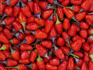 Foto auf Leinwand close up of small red hot chili peppers, Capsicum frutescens, lila luzi or peruvian purple chilis as background © Andreas