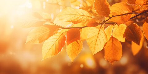 autumn leaves background