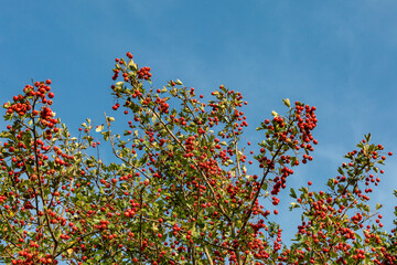 Looking up at the red berries of a hawthorn in later summer, on a sunny evening in September